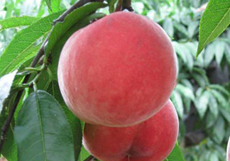 毛桃吃多了會(huì)怎么樣？毛桃吃多了好不好？