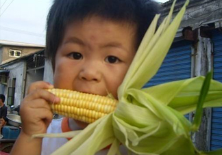 水果玉米是甜玉米嗎？水果玉米和甜玉米的區(qū)別
