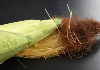 玉米須煮水可以去胎毒嗎？去胎毒玉米須水怎么煮