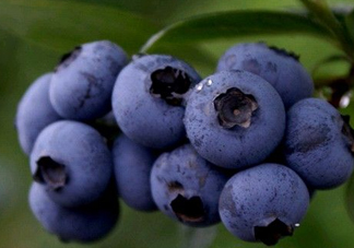 藍(lán)莓熱量高嗎？藍(lán)莓醬熱量高嗎？