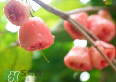 蓮霧什么季節(jié)吃最好？什么品種的蓮霧最好吃