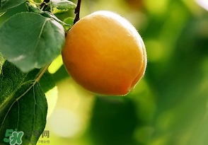 六月份還有柚子嗎？六月份哪里能買到柚子？