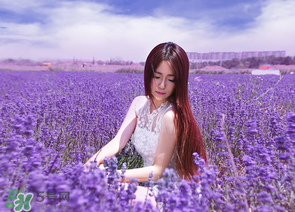 六月份還有薰衣草嗎？6月份哪里有薰衣草？