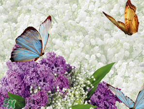 六月份還有薰衣草嗎？6月份哪里有薰衣草？