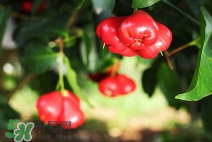 黑金剛蓮霧好吃嗎？黑金剛蓮霧多少錢一斤2017？