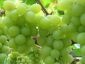 青提什么時(shí)候成熟？青提什么時(shí)候上市？