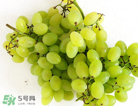 青提什么時(shí)候成熟？青提什么時(shí)候上市？