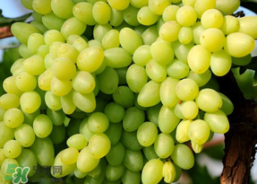 青提不能和什么一起吃？青提哪些人不能吃？