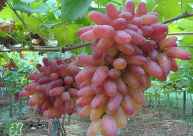 提子和桃子能一起吃嗎？提子和桃子一起吃好嗎？