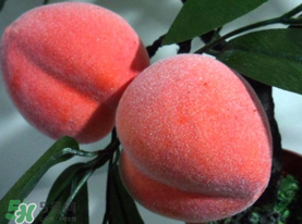 提子和桃子能一起吃嗎？提子和桃子一起吃好嗎？