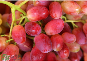 提子什么季節(jié)成熟？提子什么時候上市？