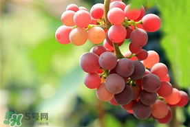 提子一天吃多少？提子一天吃幾個(gè)？