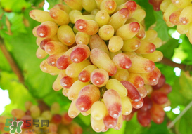 提子一天吃多少？提子一天吃幾個(gè)？