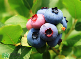 藍莓熱量高嗎？藍莓醬熱量高嗎？