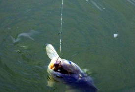 六月份怎么釣鯽魚(yú)？6月份釣鯽魚(yú)用什么餌料？
