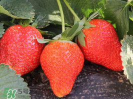 夏天可以種草莓嗎？草莓夏天怎么種？