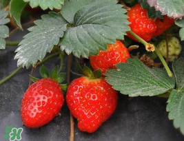 夏天可以種草莓嗎？草莓夏天怎么種？