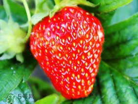 夏天有草莓嗎？夏天草莓結(jié)果嗎？