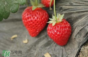 夏天有草莓嗎？夏天草莓結(jié)果嗎？