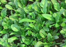 夏天可以種菠菜嗎？夏天菠菜為什么難種植？