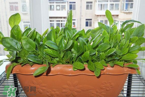 夏天可以種菠菜嗎？夏天菠菜為什么難種植？