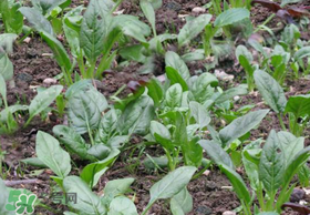 夏天可以種菠菜嗎？夏天菠菜為什么難種植？
