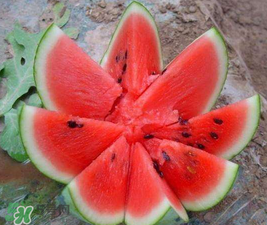 麒麟瓜和8424一樣嗎？麒麟瓜好吃還是8424瓜好吃？