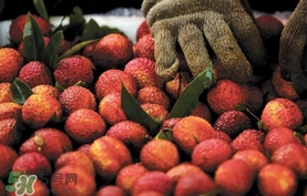 荔枝泡福爾馬林保鮮？如何鑒別用福爾馬林泡過的荔枝