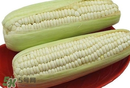 糯玉米怎么保存時間長？新鮮的糯玉米如何保存