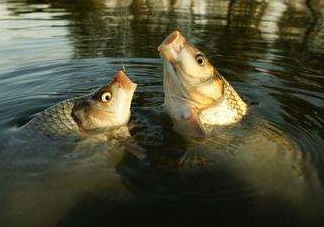 六月份怎么釣鯉魚？六月份釣鯉魚技巧