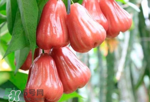 蓮霧什么季節(jié)成熟？蓮霧什么時候成熟