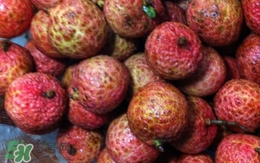 荔枝泡藥水是怎么回事？如何識別泡過藥水的荔枝