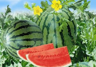 麒麟瓜和8424一樣嗎？麒麟瓜好吃還是8424瓜好吃？