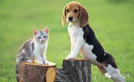 電蚊拍可以帶上火車嗎？電蚊拍可以帶上動車嗎？