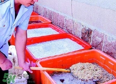 福爾馬林對人體有什么傷害？如何去除食物中的福爾馬林