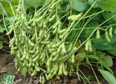 六月份可以種毛豆嗎？六月份毛豆怎么種植？