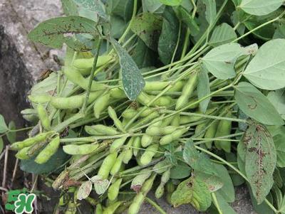 六月份可以種毛豆嗎？六月份毛豆怎么種植？