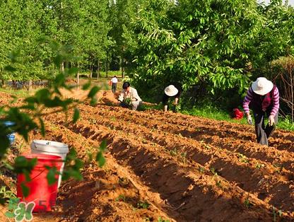 六月份可以栽地瓜嗎？六月份種紅薯晚嗎？