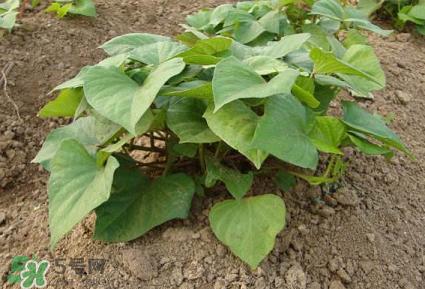 六月份可以栽地瓜嗎？六月份種紅薯晚嗎？