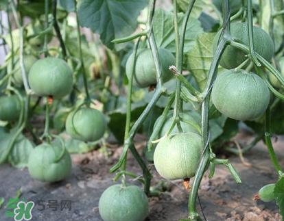 六月份可以種甜瓜嗎？六月份可以種香瓜嗎？