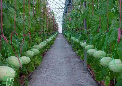 六月份可以種甜瓜嗎？六月份可以種香瓜嗎？