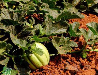 六月份可以種甜瓜嗎？六月份可以種香瓜嗎？