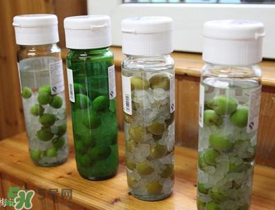 青梅酒用什么酒泡？青梅酒用什么酒好？