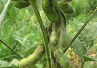 六月份可以種毛豆嗎？六月份毛豆怎么種植？