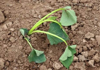 六月份可以栽地瓜嗎？六月份種紅薯晚嗎？