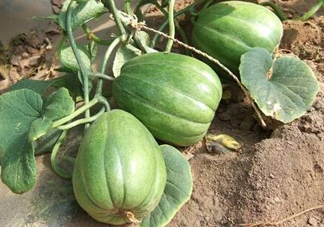 六月份可以種甜瓜嗎？六月份可以種香瓜嗎？