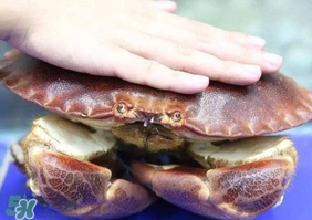 面包蟹是海蟹嗎？面包蟹吃什么東西