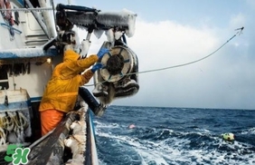 帝王蟹為什么上岸就殺死？帝王蟹為什么只吃腿