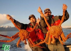 帝王蟹為什么上岸就殺死？帝王蟹為什么只吃腿