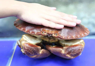 面包蟹是海蟹嗎？面包蟹吃什么東西